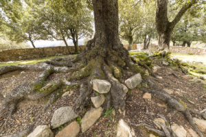 Tomba dei Giganti e Tempio di Sa Carcaredda Villagrande Strisaili 